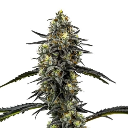 Clementine Crush Feminized Seeds