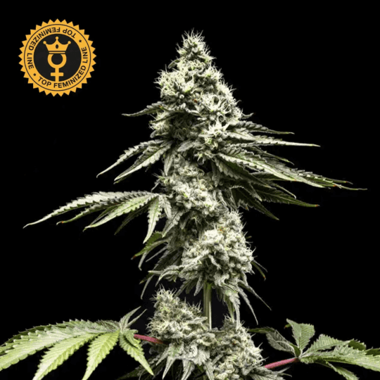 Clementine Slush Feminized by World Breeders Seeds