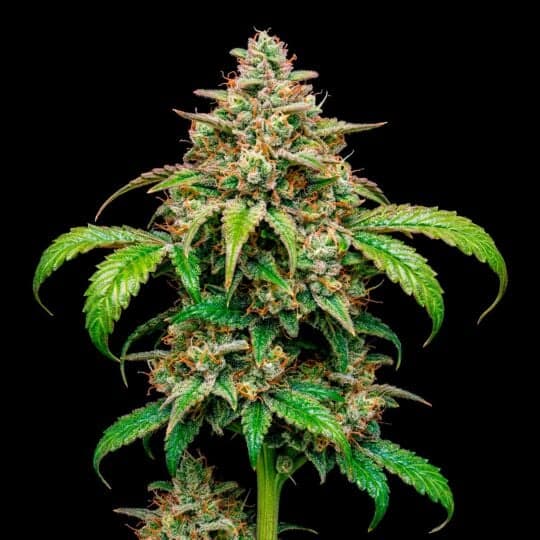 Critical Mass Autoflower Seeds