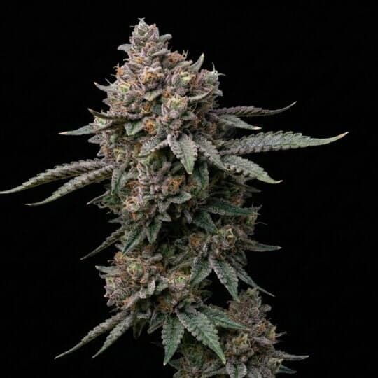 Critical Purple Feminized Seeds