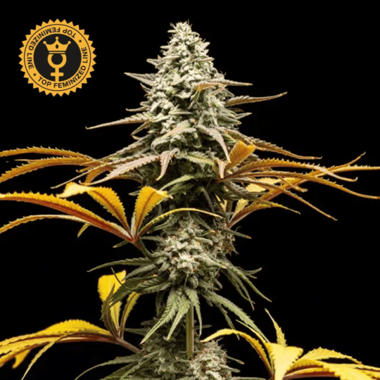 Crunch Feminized by World Breeders Seeds