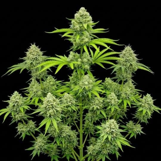 Deelite Autoflower Seeds