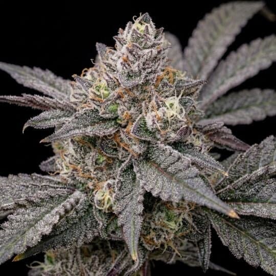 Dulce De Uva Feminized Cannabis Seeds