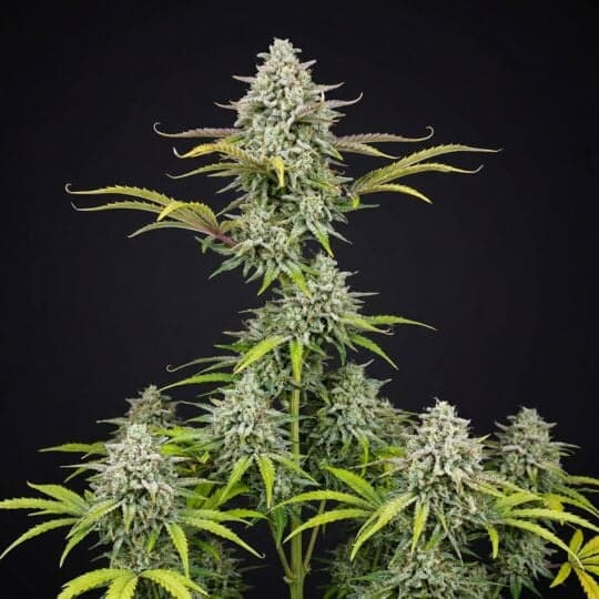 Durban Poison Autoflower Seeds