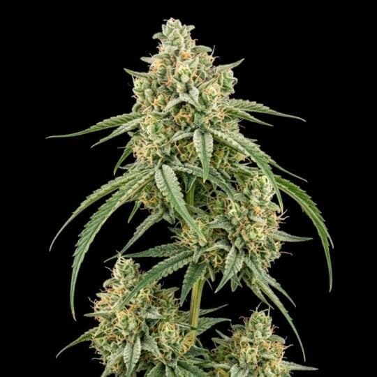 Durban Poison Feminized Seeds