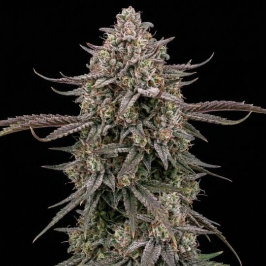 Dynasty Feminized Seeds