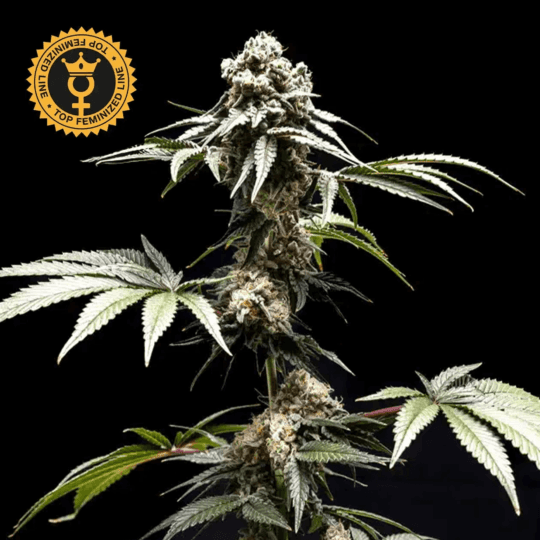Fizzy Gum Feminized by World Breeders Seeds