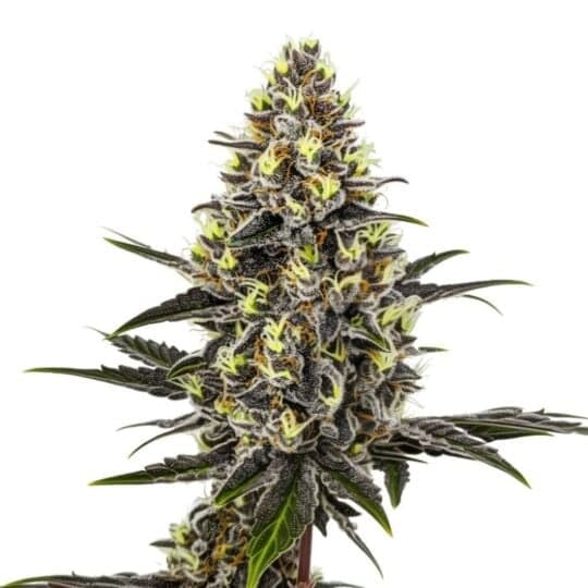 Frozen Punch Feminized Seeds