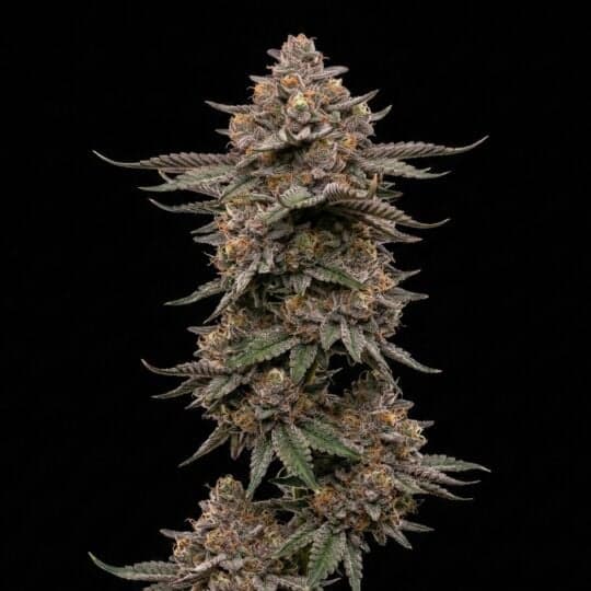 Gelato Rainbow Sherbet Feminized Seeds