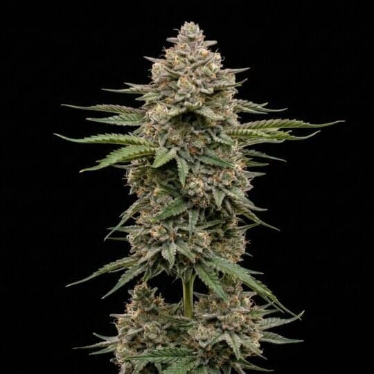 Ghost Train Haze Feminized Seeds
