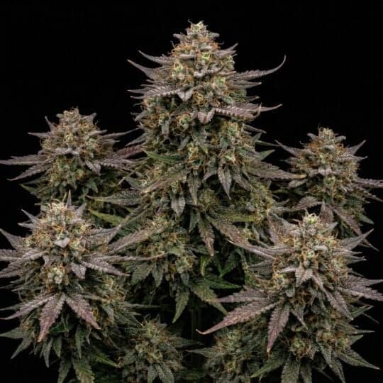 Gold Leaf Autoflower Seeds