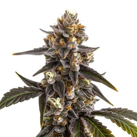 Grave Candy Autoflower Seeds