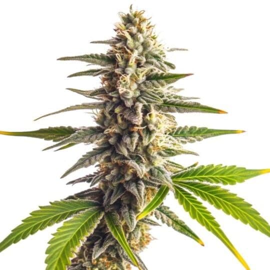 Guava Galaxy Feminized Seeds
