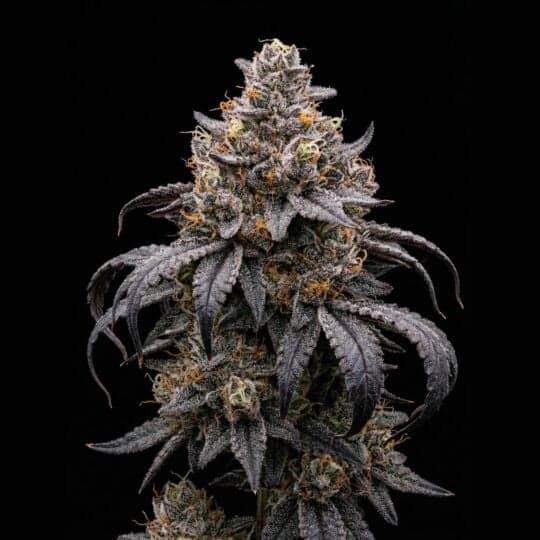 Gush Mints Feminized Cannabis Seeds