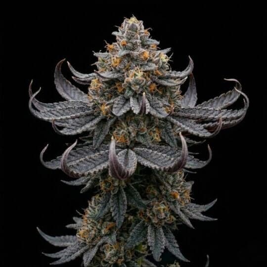 Han Solo Burger Feminized Seeds