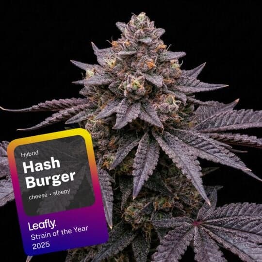Hash Burger Feminized Cannabis Seeds