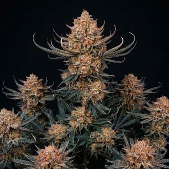Hawaiian Snow Autoflower Seeds