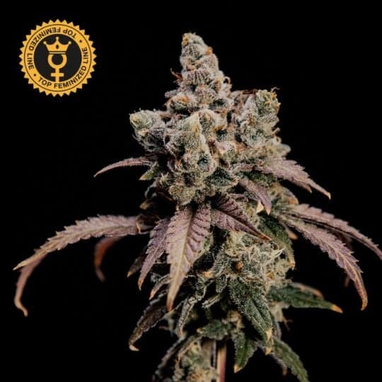 Hidden Vice Feminized - World Breeders Seeds
