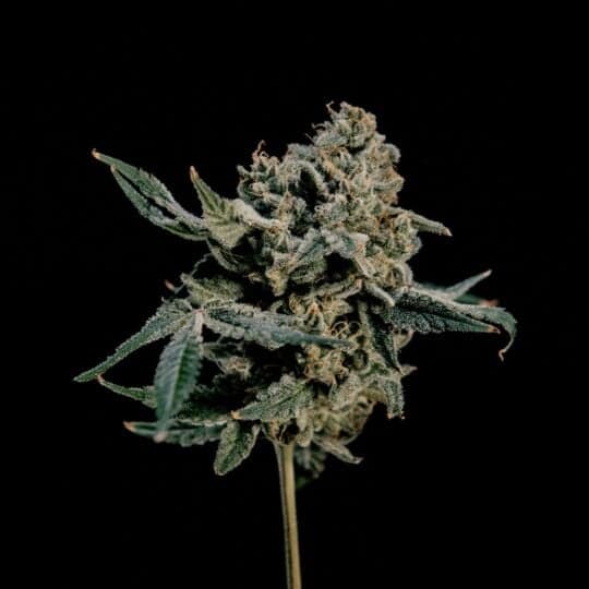Hokuzan Feminized - World Breeders Seeds