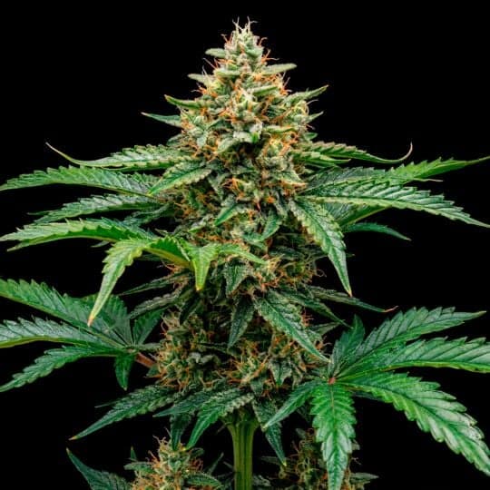 Jack Cookies Autoflower Seeds