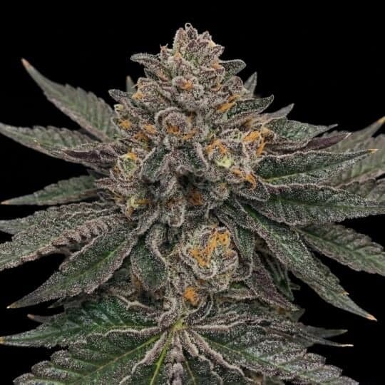 Jet Fuel Gelato Feminized Seeds