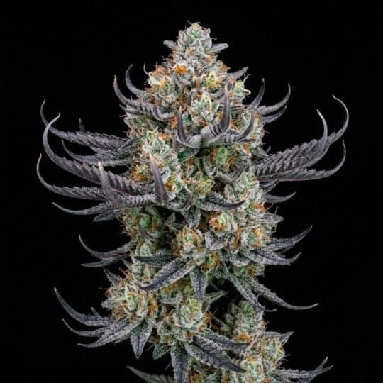 Lemon G Feminized Seeds