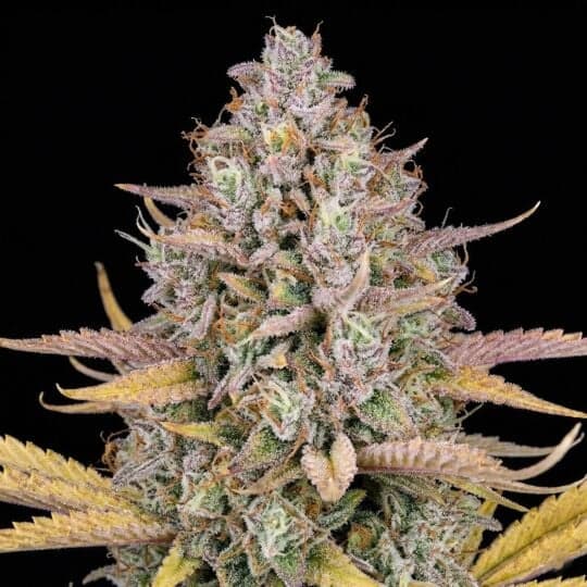 Lemon Kush Autoflower Seeds