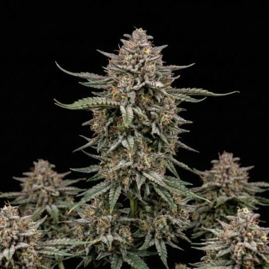 LSD Autoflower Seeds