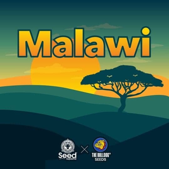 Malawi Feminized - The Bulldog Seeds & Seed Supreme Collab Seeds
