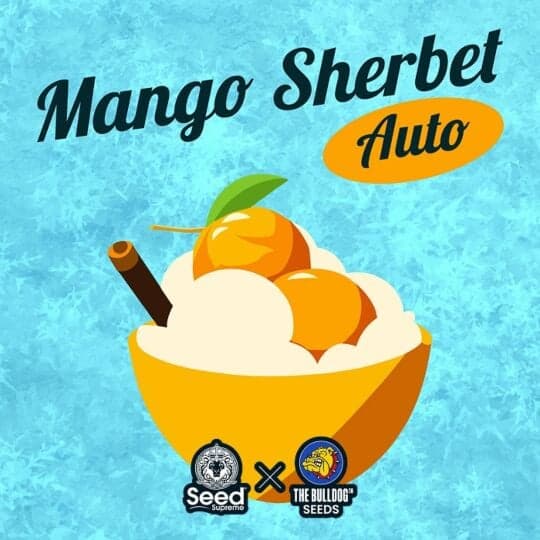 Mango Sherbet Auto - The Bulldog Seeds & Seed Supreme Collab Seeds