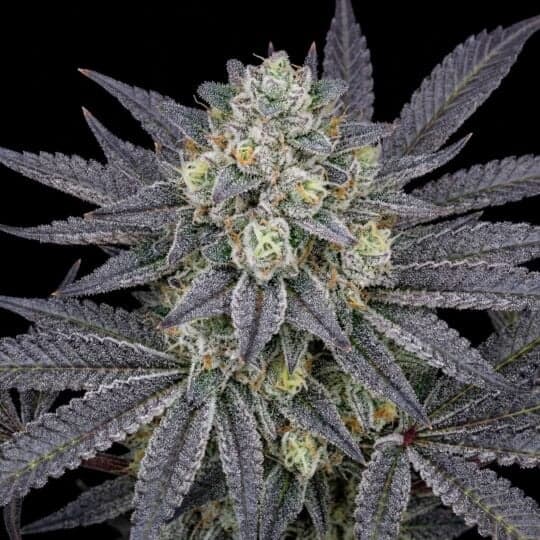 Mimosa Cake Feminized Seeds