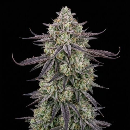 Mimosa EVO Feminized Seeds