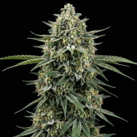 Moby Dick Feminized Seeds