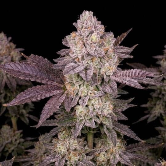 Moonbow Autoflower Seeds