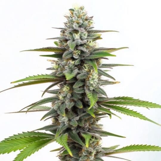 Mystic Gorilla Autoflower Seeds