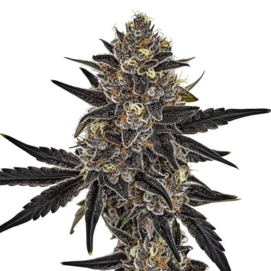 Orange Glaze Feminized Seeds