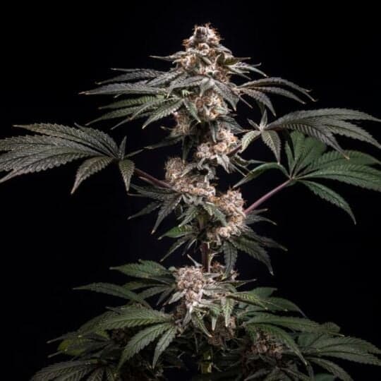 Pilot Feminized by World Breeders Seeds