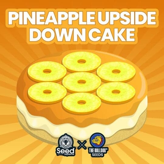 Pineapple Upside Down Cake Feminized - The Bulldog Seeds & Seed Supreme Collab Seeds