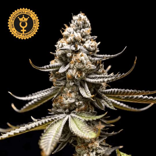 Pink Truffle Feminized by World Breeders Seeds