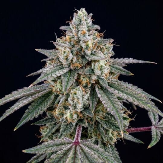Pure Kush Feminized Seeds