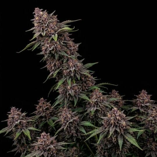 Purple Punch Autoflower Seeds