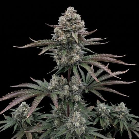 Runtz Autoflower Cannabis Seeds