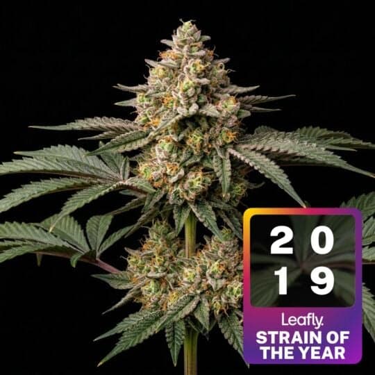 Runtz Feminized Seeds