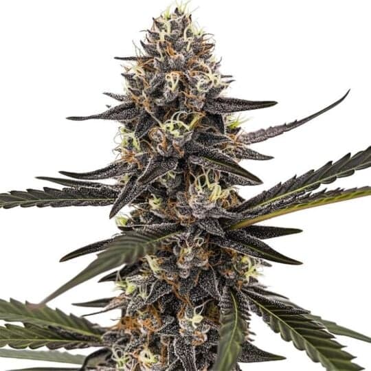 Sherbet Dream Feminized Seeds