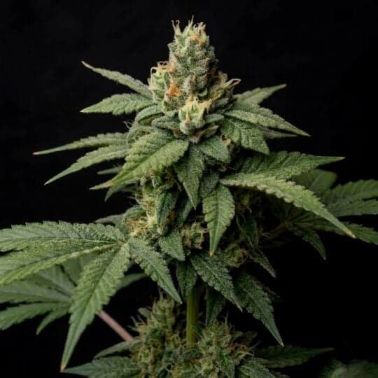 Sorbet Dreams Feminized Seeds