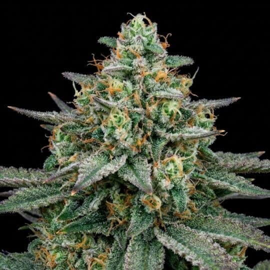 Sour Diesel Seeds