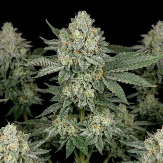 Sour Glue Autoflower Seeds