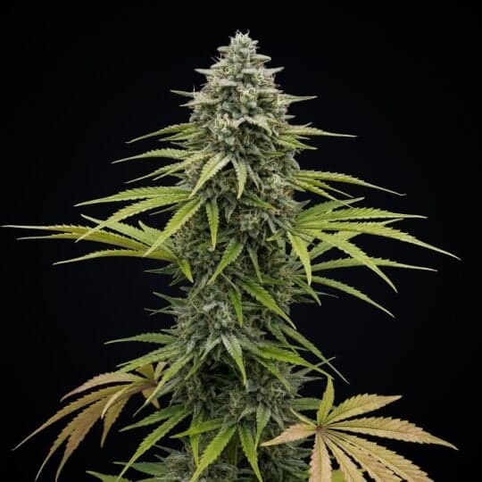 Strawberry Cheesecake Autoflower Seeds