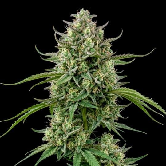 Strawberry Cough Feminized Seeds