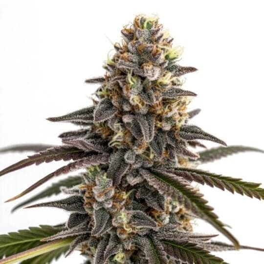 Sugar Stack Autoflower Seeds